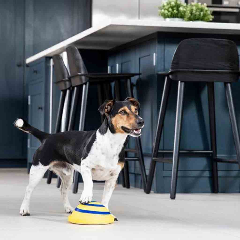 Indoor Sounding Disc Woof Glider Toy