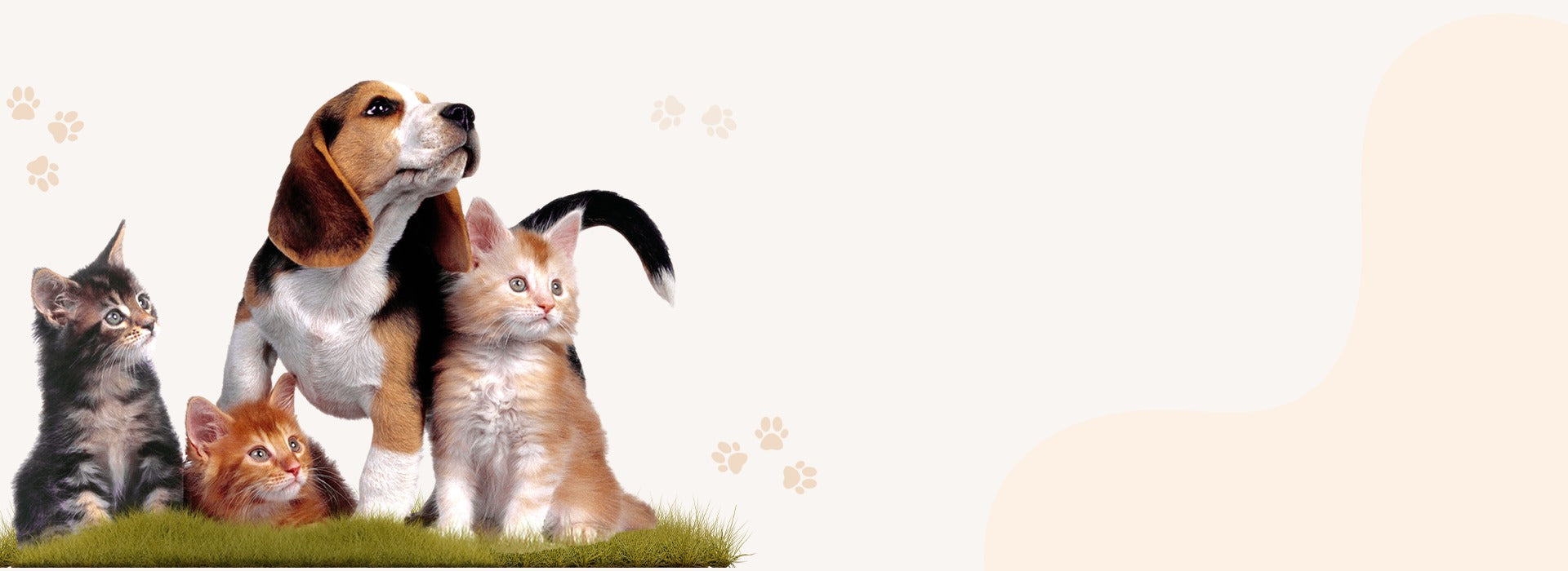 Two dogs and two cats sitting together on a grassy patch with a light background